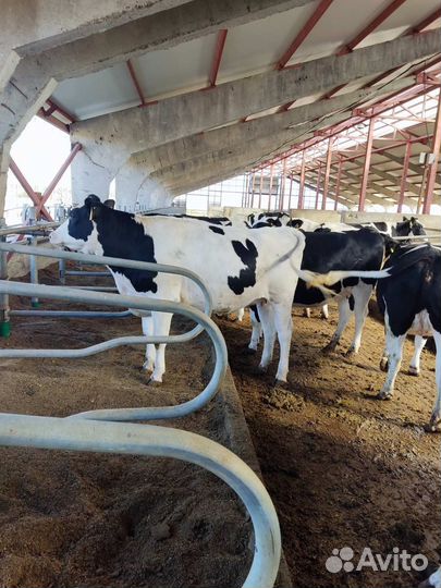 Продажа нетелей