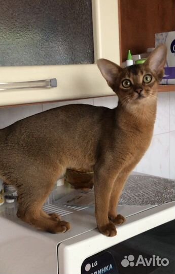 Молодая кошка