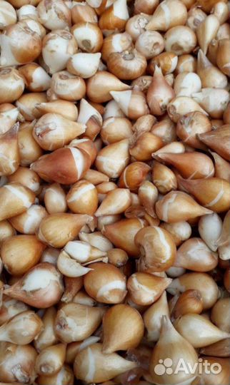 Луковицы тюльпанов