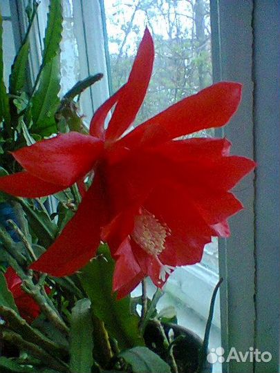 Комнатные растения цветы