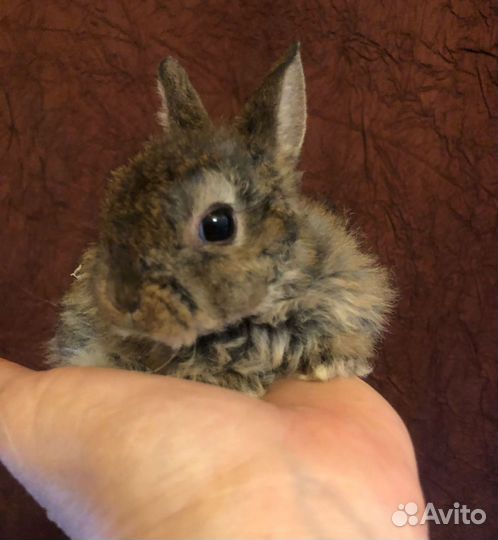 Карликовые домашние крольчата.1 мес