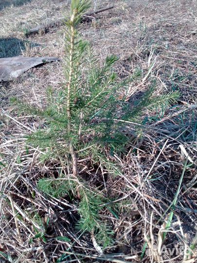 Саженцы сосны и ели продам