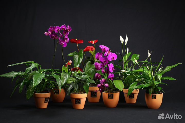 Комнатные растения