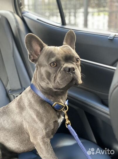 Французский бульдог голубого окраса вязка