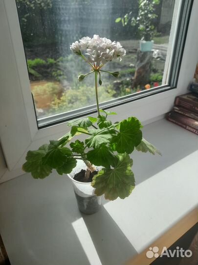 Пеларгония герань сортовая