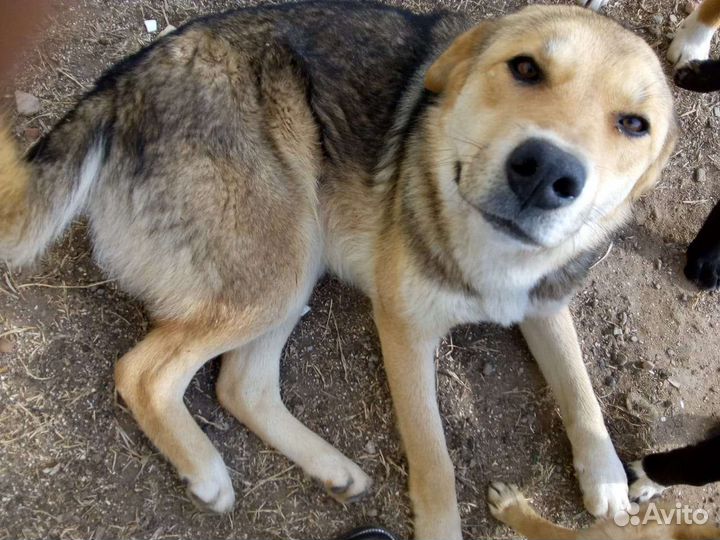 Собака бесплатно