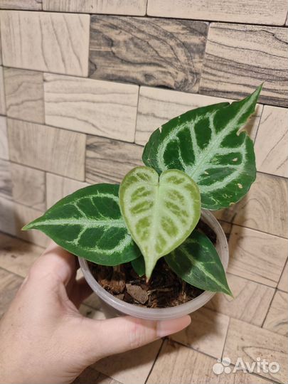 Антуриум сильвер блаш