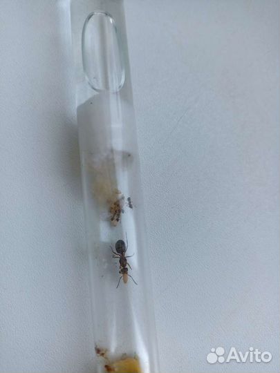 Колония муравьев Formica (Serviformica) rufibarbis