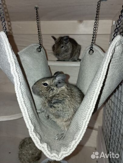 Отдам Дегу в добрые руки + клетка