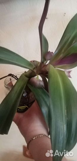 Комнатные растения цветы