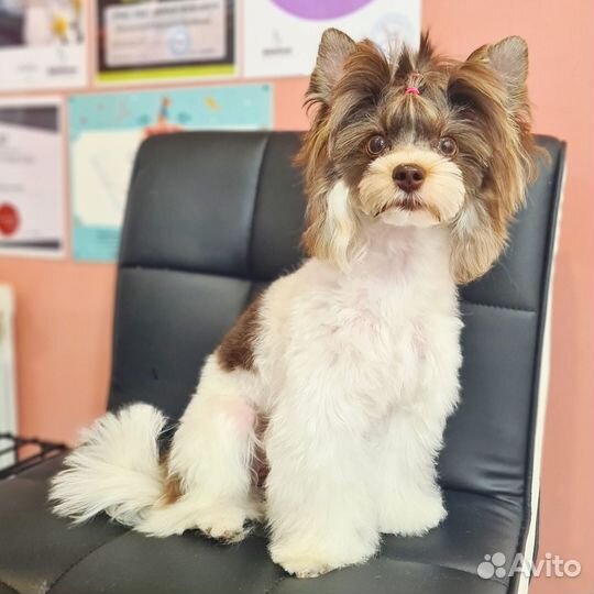 Стрижка Йорк и Бивер