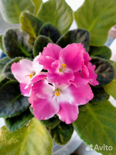 Сортовые фиалки