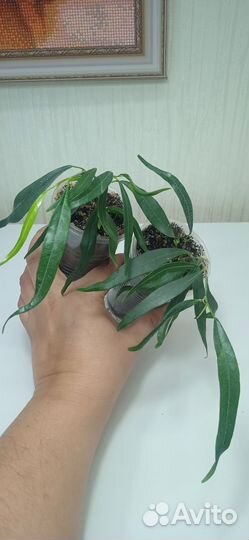 Фикус иволистный