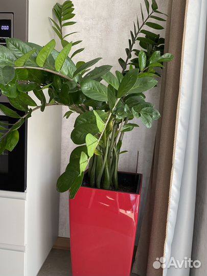 Замиокулькас