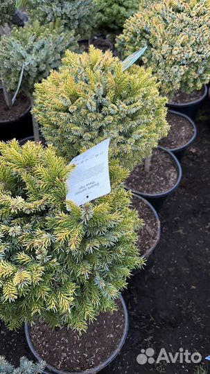 Ель оморика Peve Tijn на штамбе