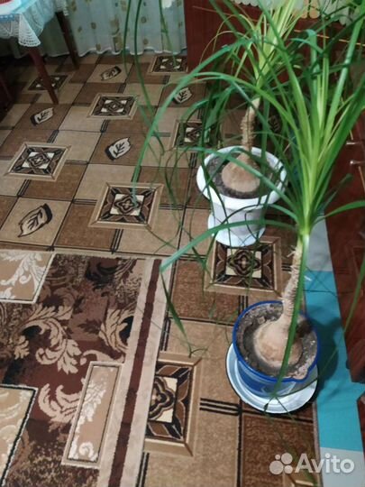 Бутылочное дерево