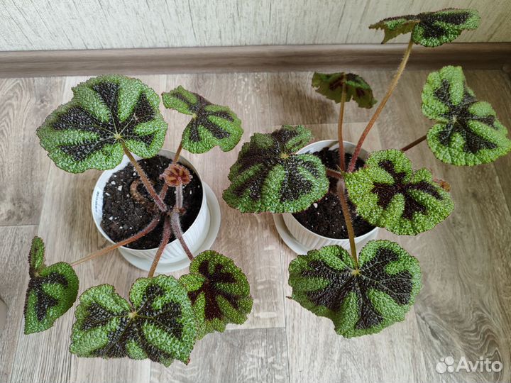 Бегония Мэсона