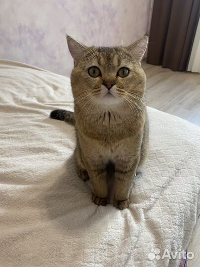 Золотая шиншилла с родословной вязка