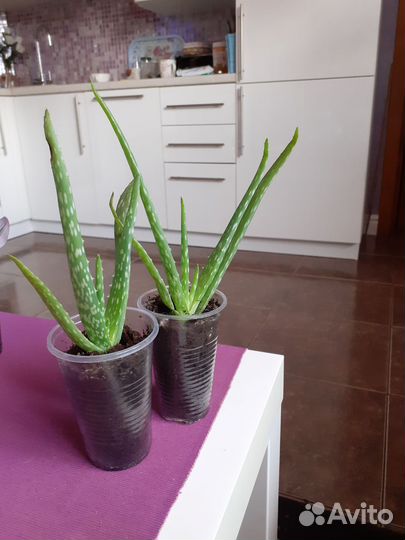 Комнатные растения цветы