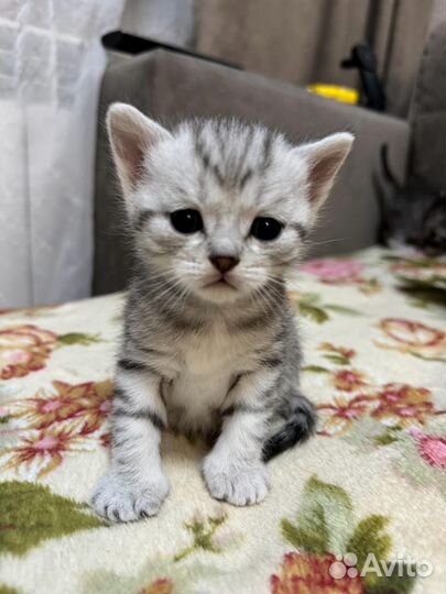 Шотландская