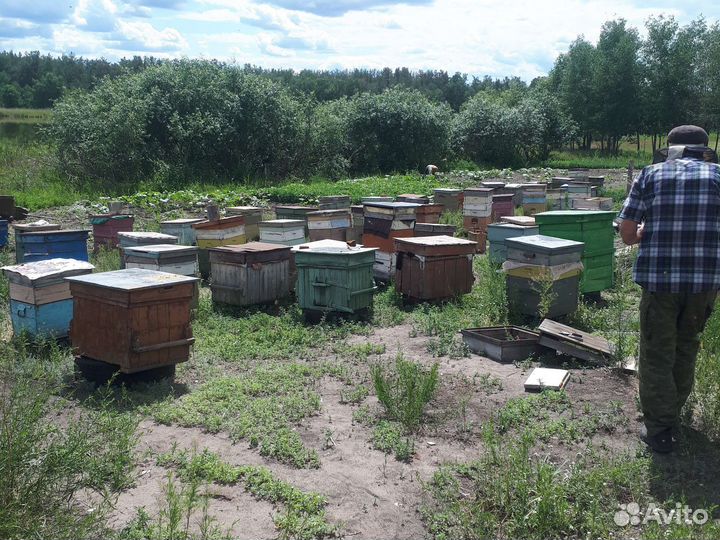 Пасека