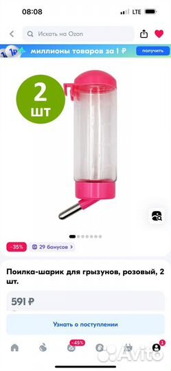 Кролик Минилоп Девочка