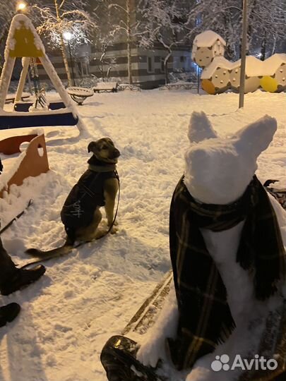 Домашняя передержка животных