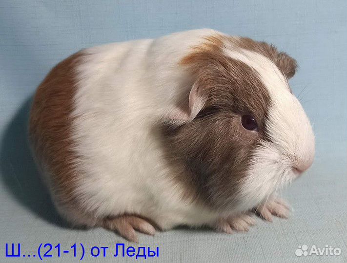 Морские свинки