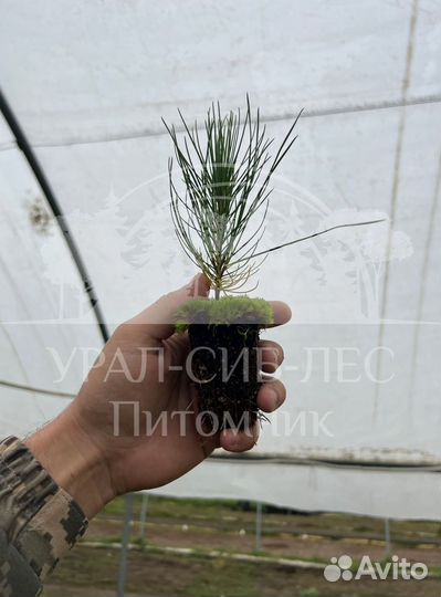 Горная сосна Мугус зкс сеянцы