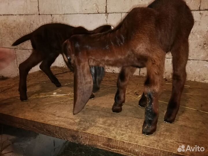 Козлики Нубо-камори