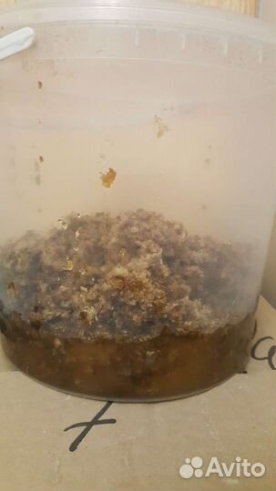 Мёд 2022 разнотравье#забрус#прополис