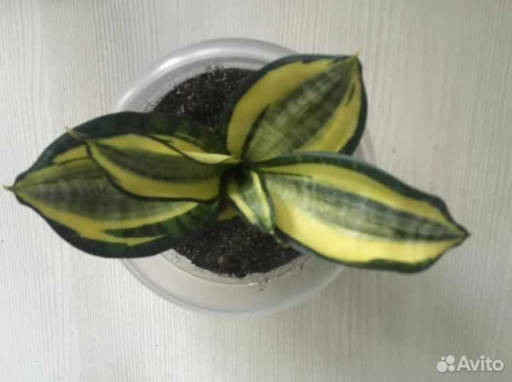 Сансевиерия ханни favorit