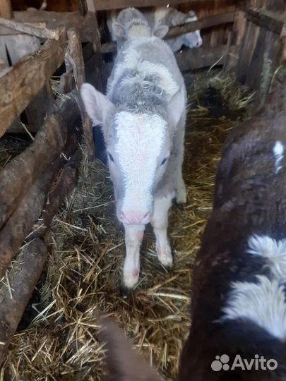 Телята телочки