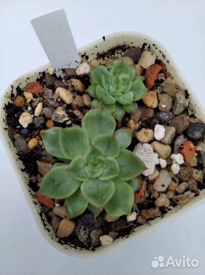 Редкие эхеверии-3. Разные виды
