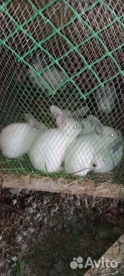 Продажа зайчат