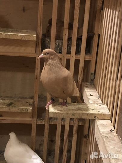 Голуби