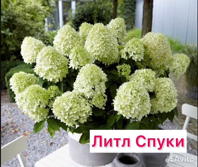 Гортензия метельчатая