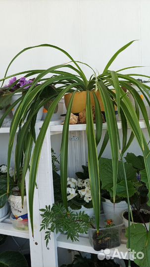 Хлорофитум