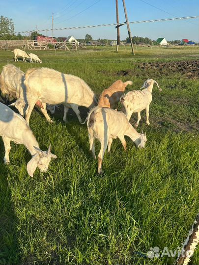 Нубийские козлята