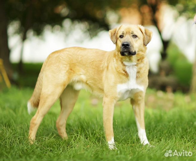 Собака Мартин из приюта