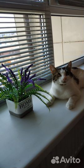 Кастрированный кот котенок