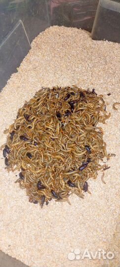 Мини ферма мучного червя