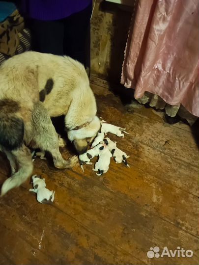 Животные собаки