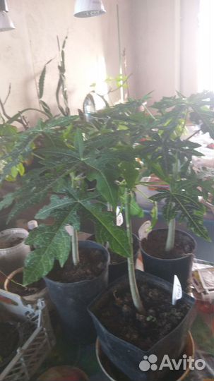 Папая,уже зацветает