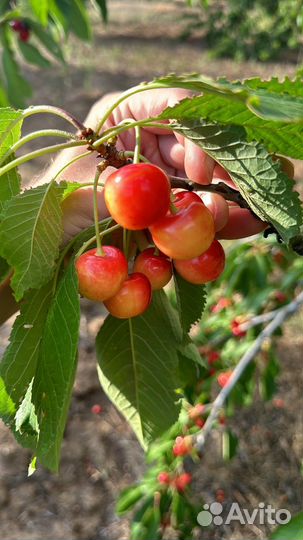 Черешня оптом