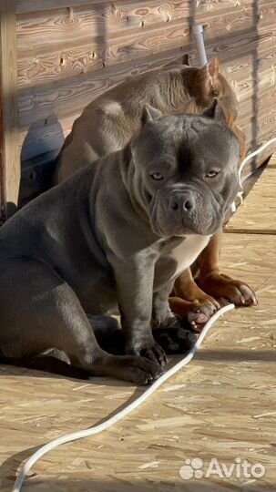 Ам Булли Мерль, Голубой Вязка