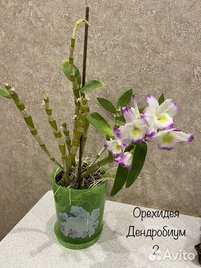 Орхидея дендробиум нобиле 3 в 1
