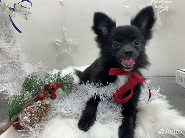 Модели на груминг бесплатно