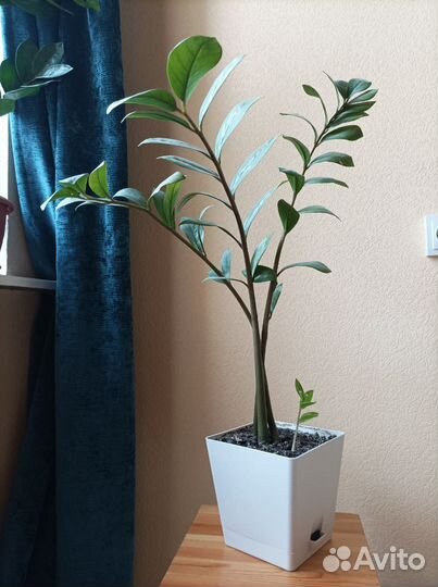 Замиокулькас