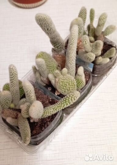 Цветущие кактусы,суккуленты.Обновляю